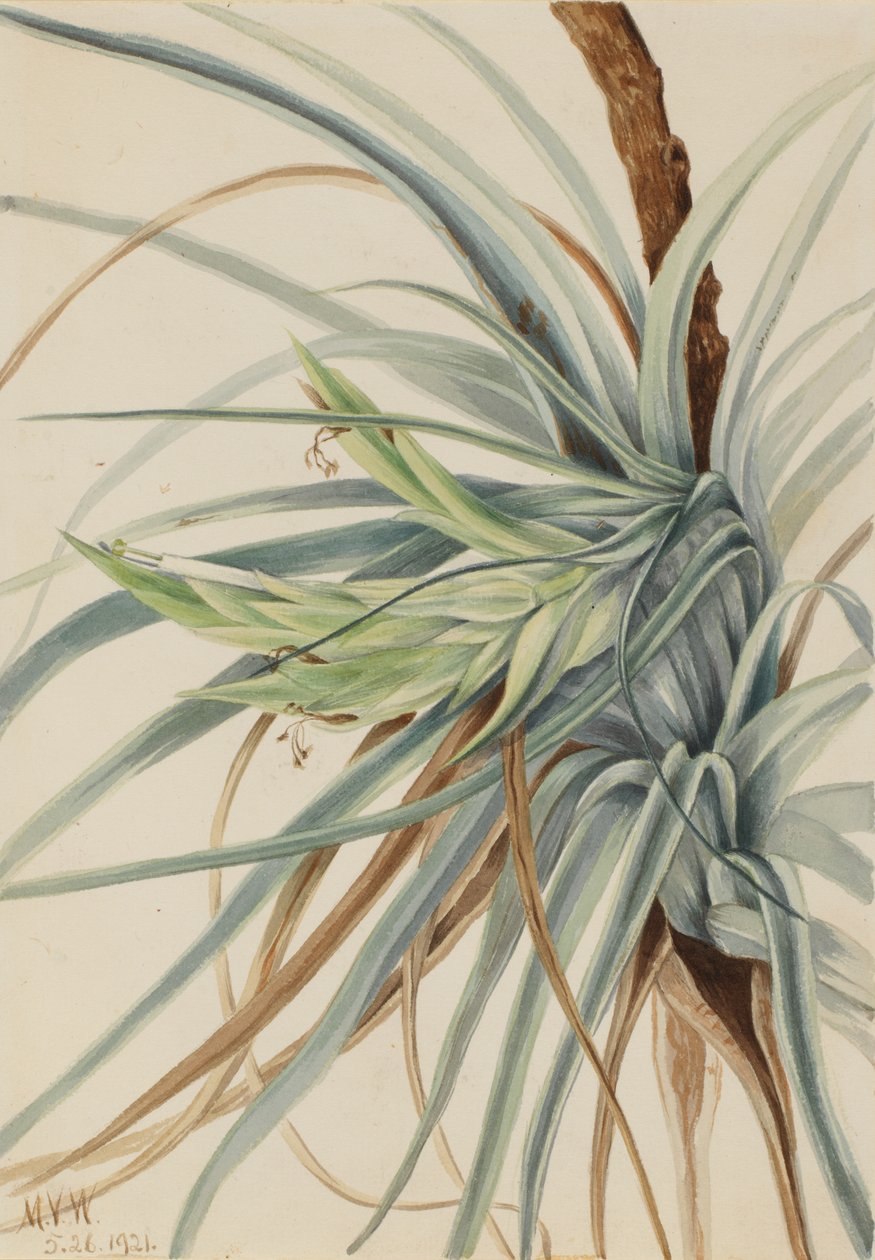 Vill ananas Tillandsia fasciculata, 1921. av Mary Vaux Walcott