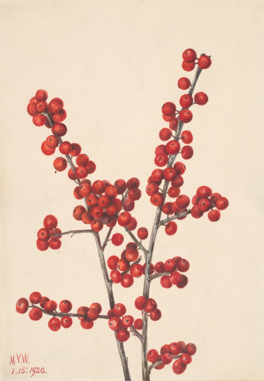 Winterberry Ilex verticillata, 1920. av Mary Vaux Walcott
