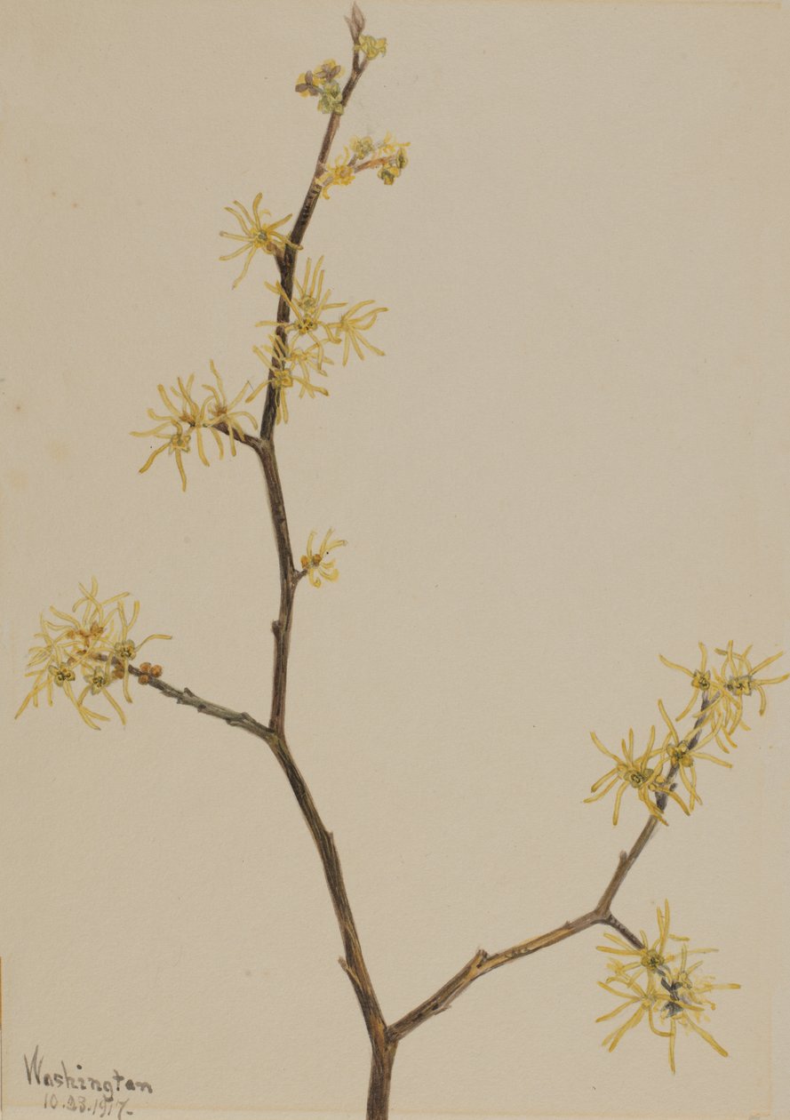 Heksehassel Hamamelis virginiana, 1917. av Mary Vaux Walcott