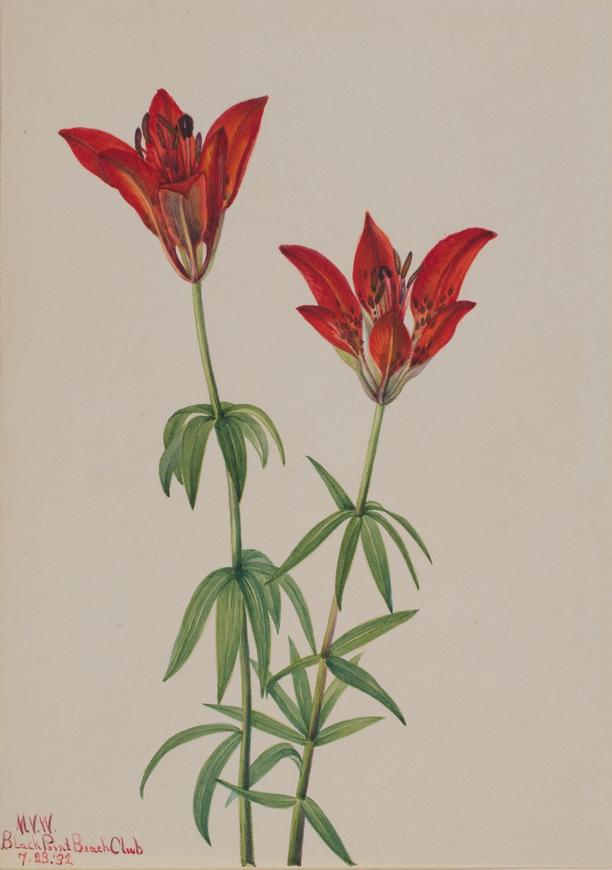 Trelilje Lilium philadelphicum, 1932. av Mary Vaux Walcott