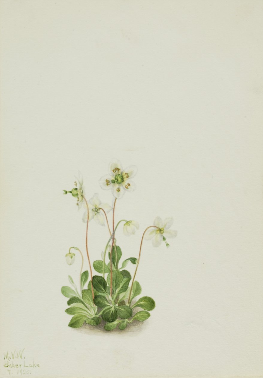 Wood Nymph Moneses uniflora, 1925. av Mary Vaux Walcott