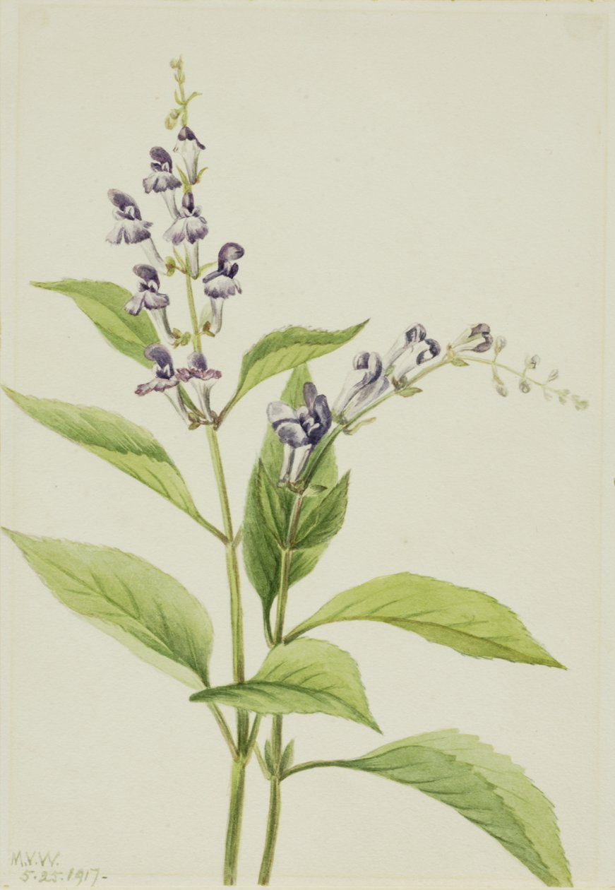 Hodeskalle i tre Scutellaria serrata, 1917. av Mary Vaux Walcott
