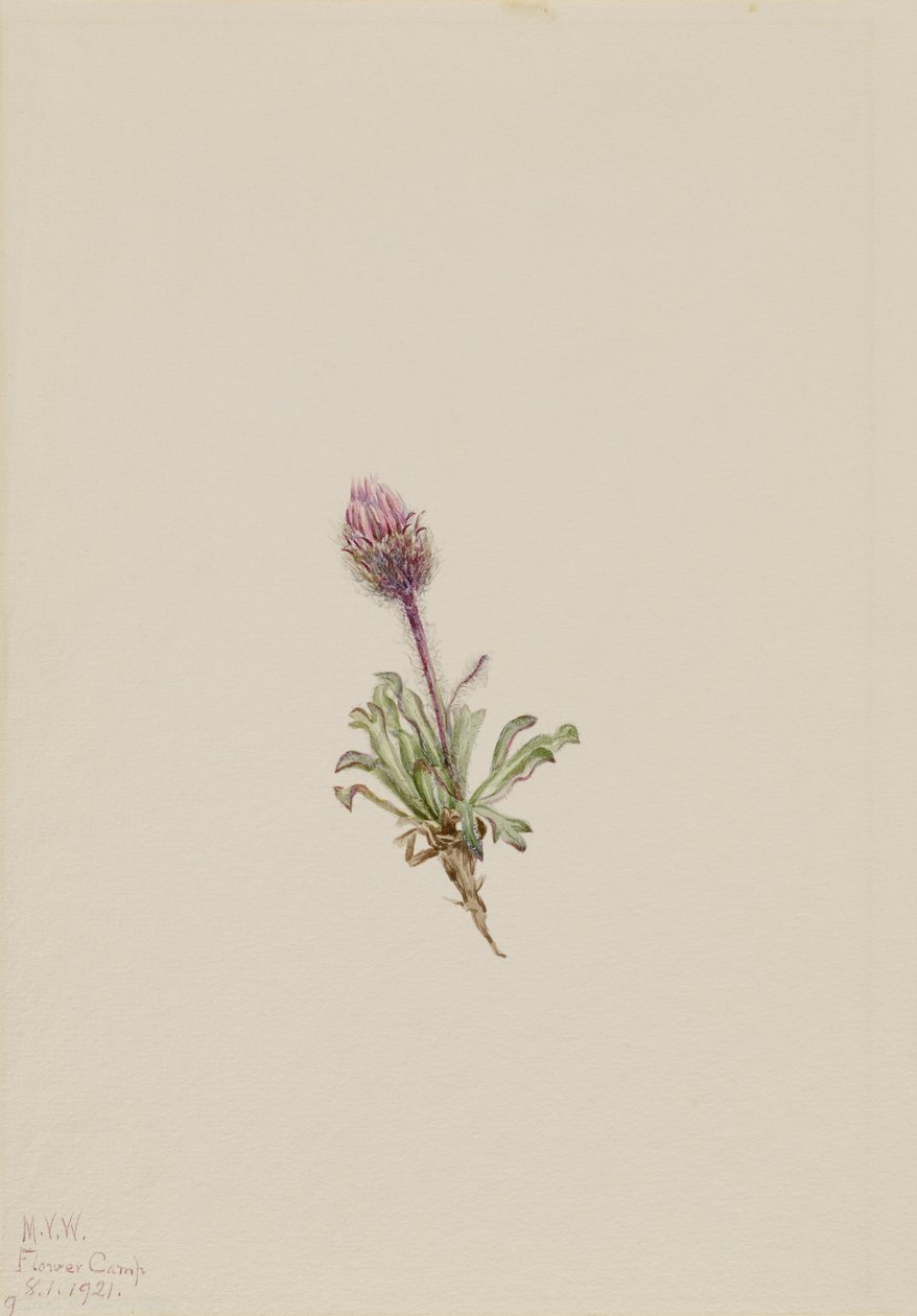 Ullen Fleabane Erigeron lanatus, 1921. av Mary Vaux Walcott