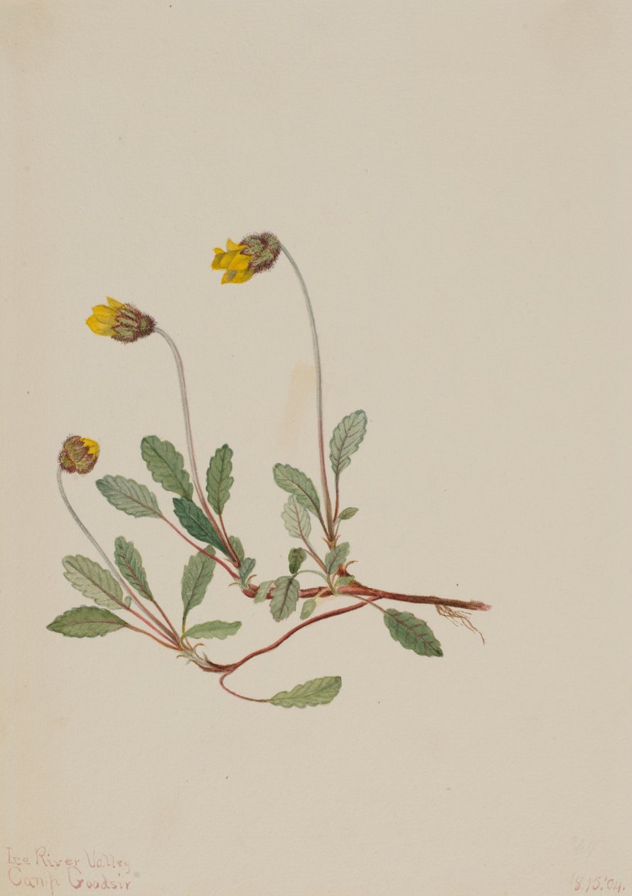 Yellow Dryad Dryas drummondii, 1904. av Mary Vaux Walcott