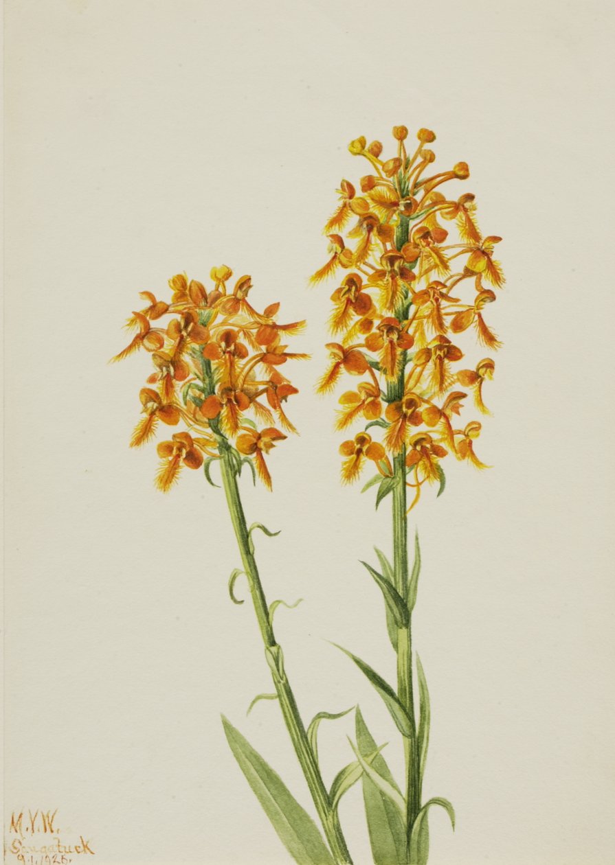 Gul frynseorkidé Habenaria ciliaris, 1926. av Mary Vaux Walcott
