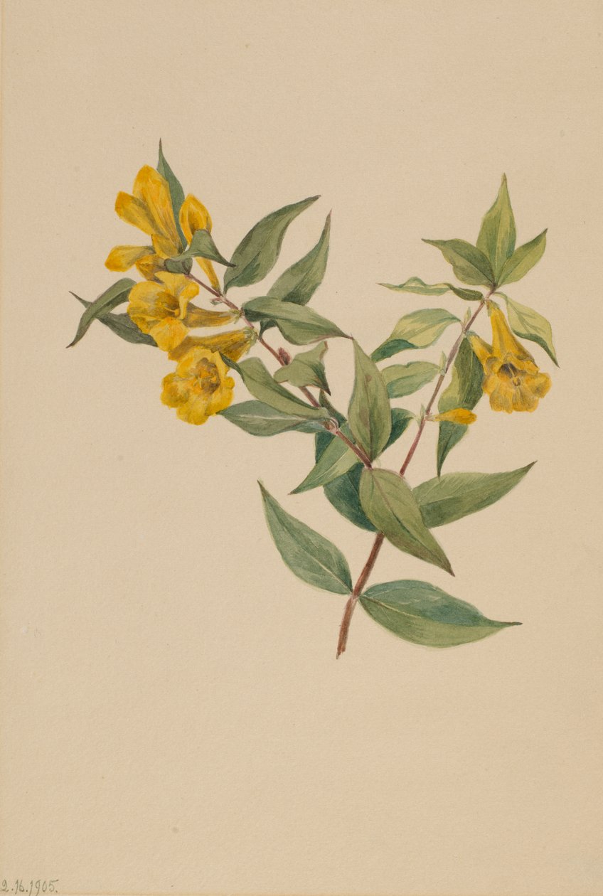 Gul Jessamine Gelsemium sempervirens, 1905. av Mary Vaux Walcott