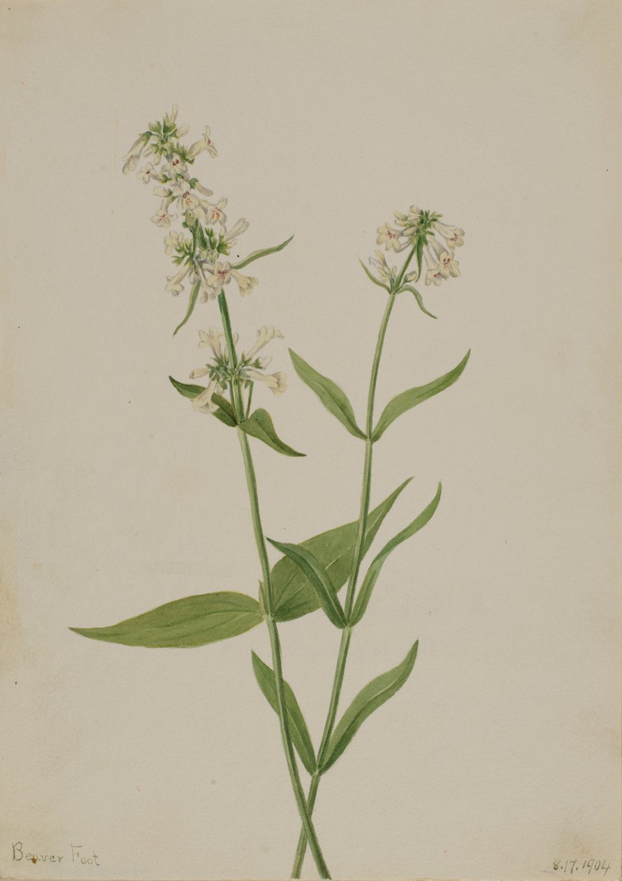 Gul Penstemon Penstemon confertus, 1904. av Mary Vaux Walcott