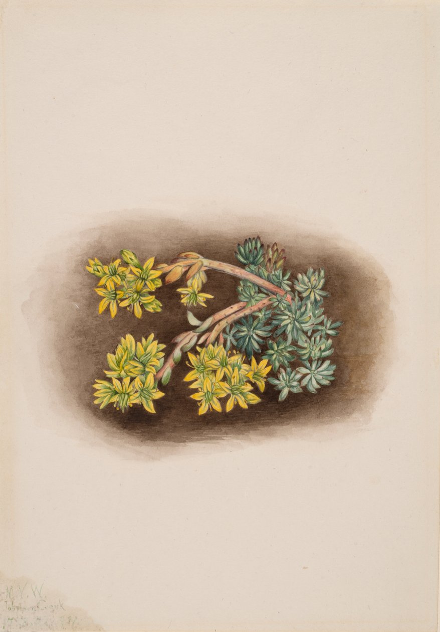 Yellow Stonecrop Sedum stenopetalum, 1922. av Mary Vaux Walcott