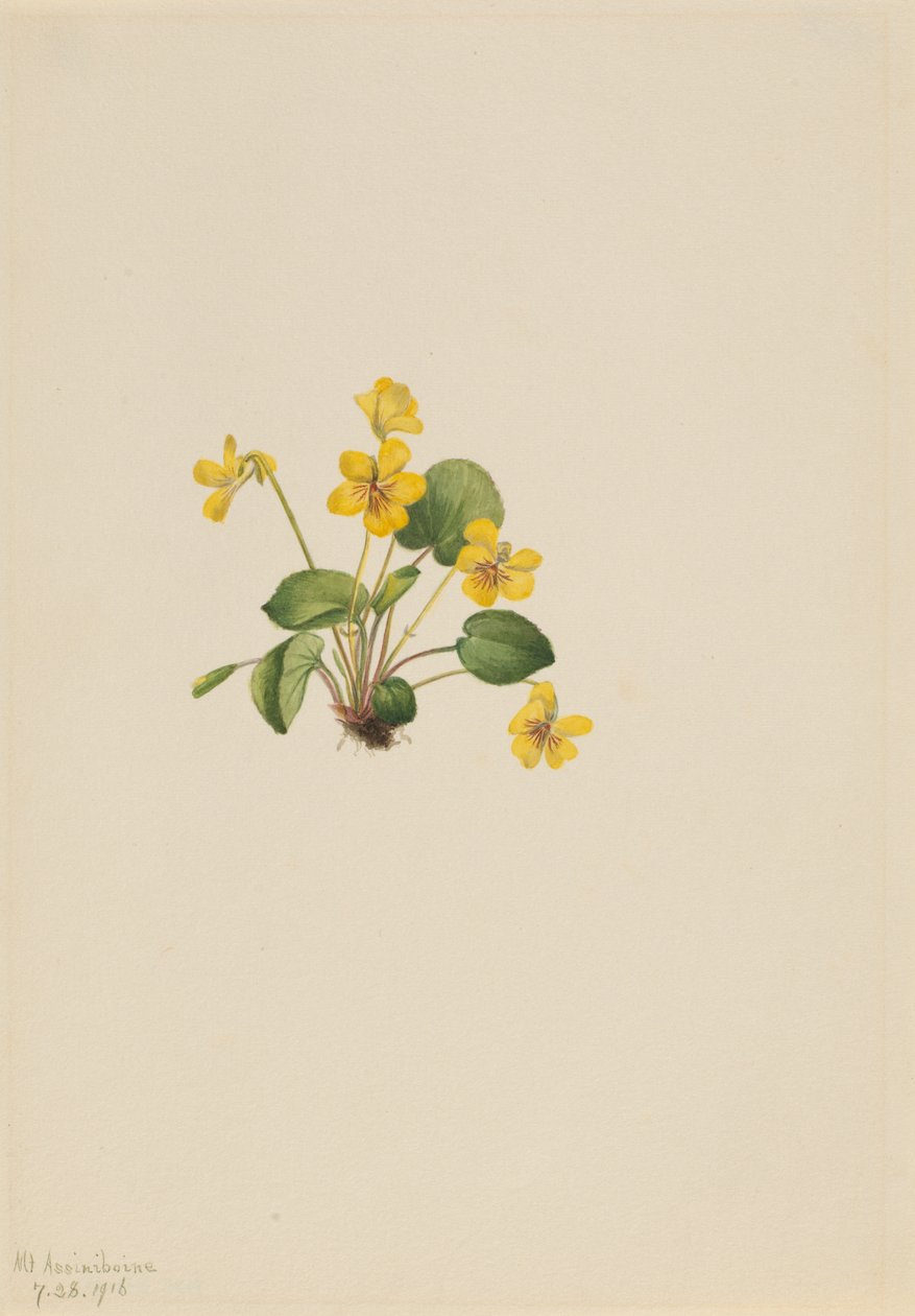 Gulfiolett Viola orbiculata, 1916. av Mary Vaux Walcott