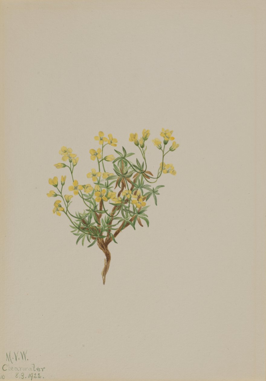 Gult pilegress, 1922. av Mary Vaux Walcott