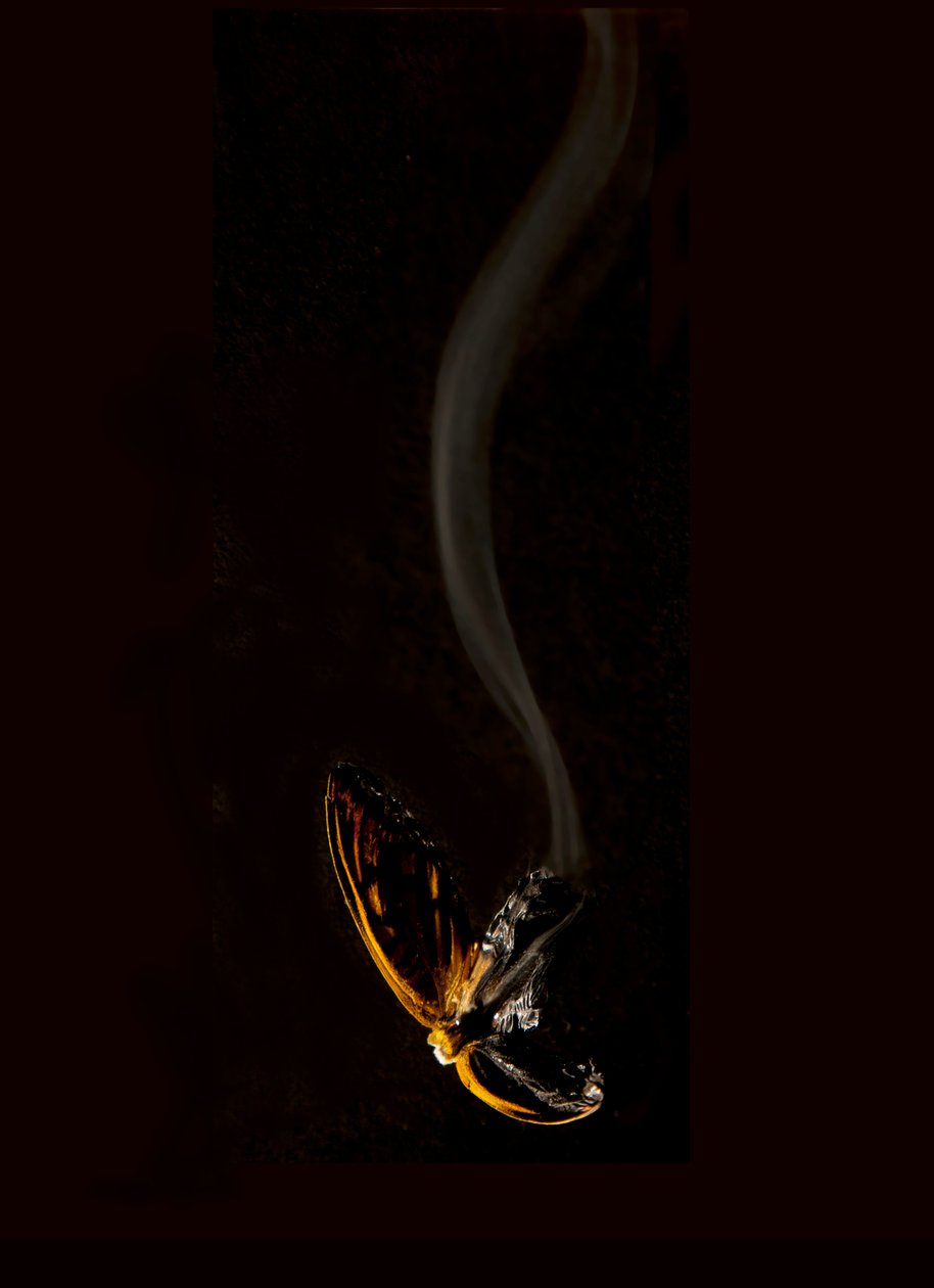  av Mat Collishaw