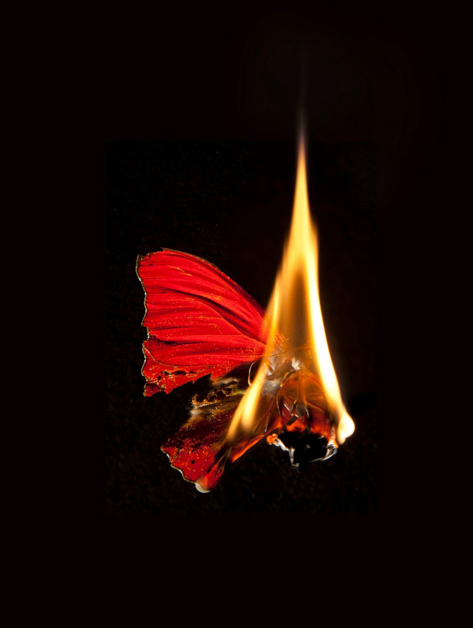  av Mat Collishaw