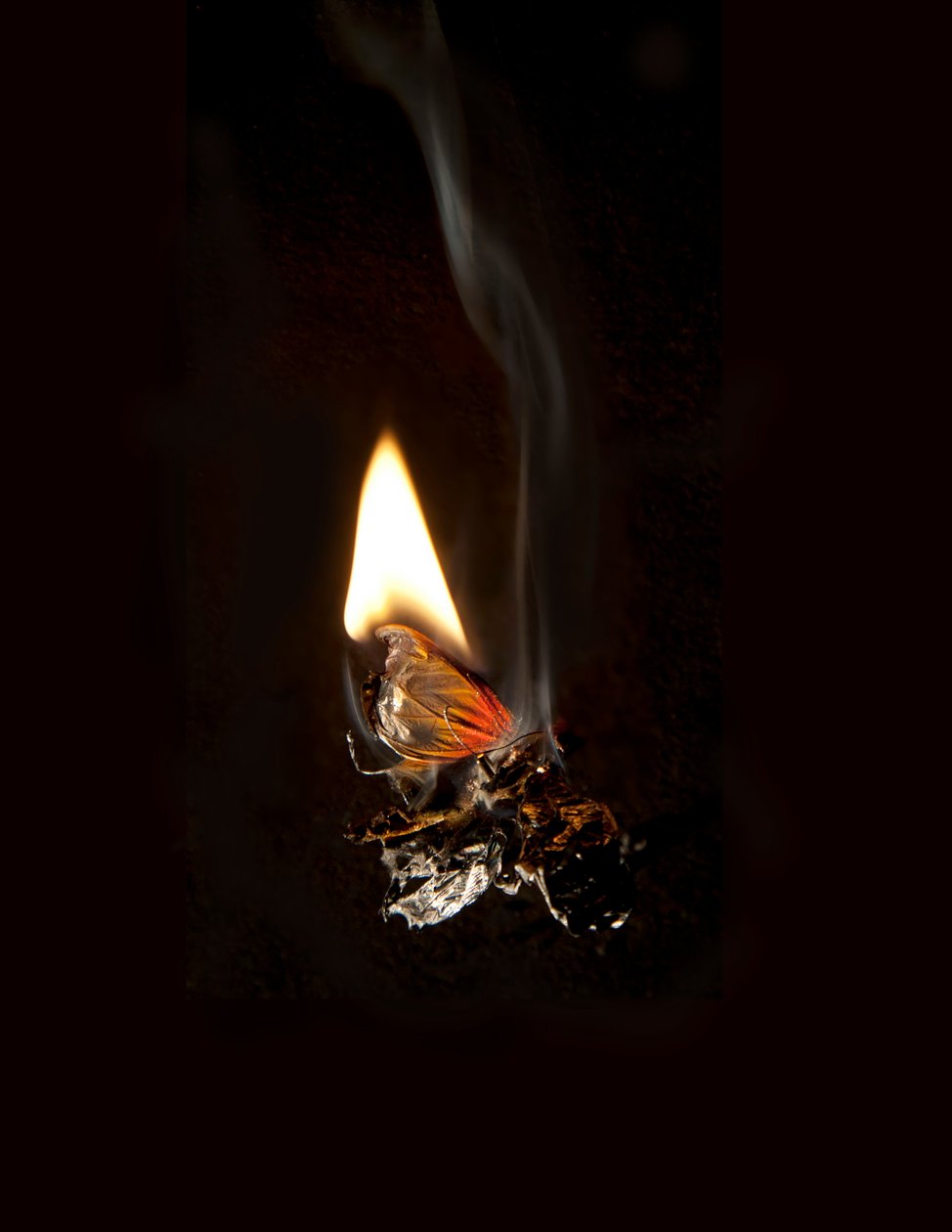  av Mat Collishaw