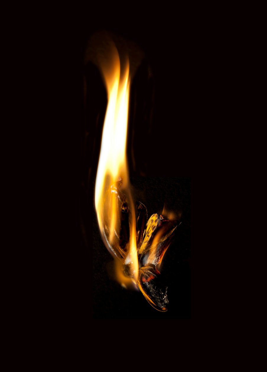  av Mat Collishaw