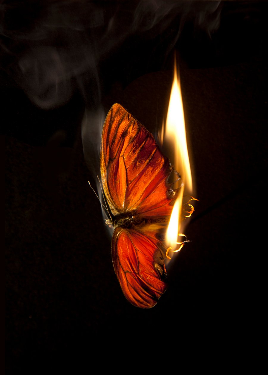  av Mat Collishaw