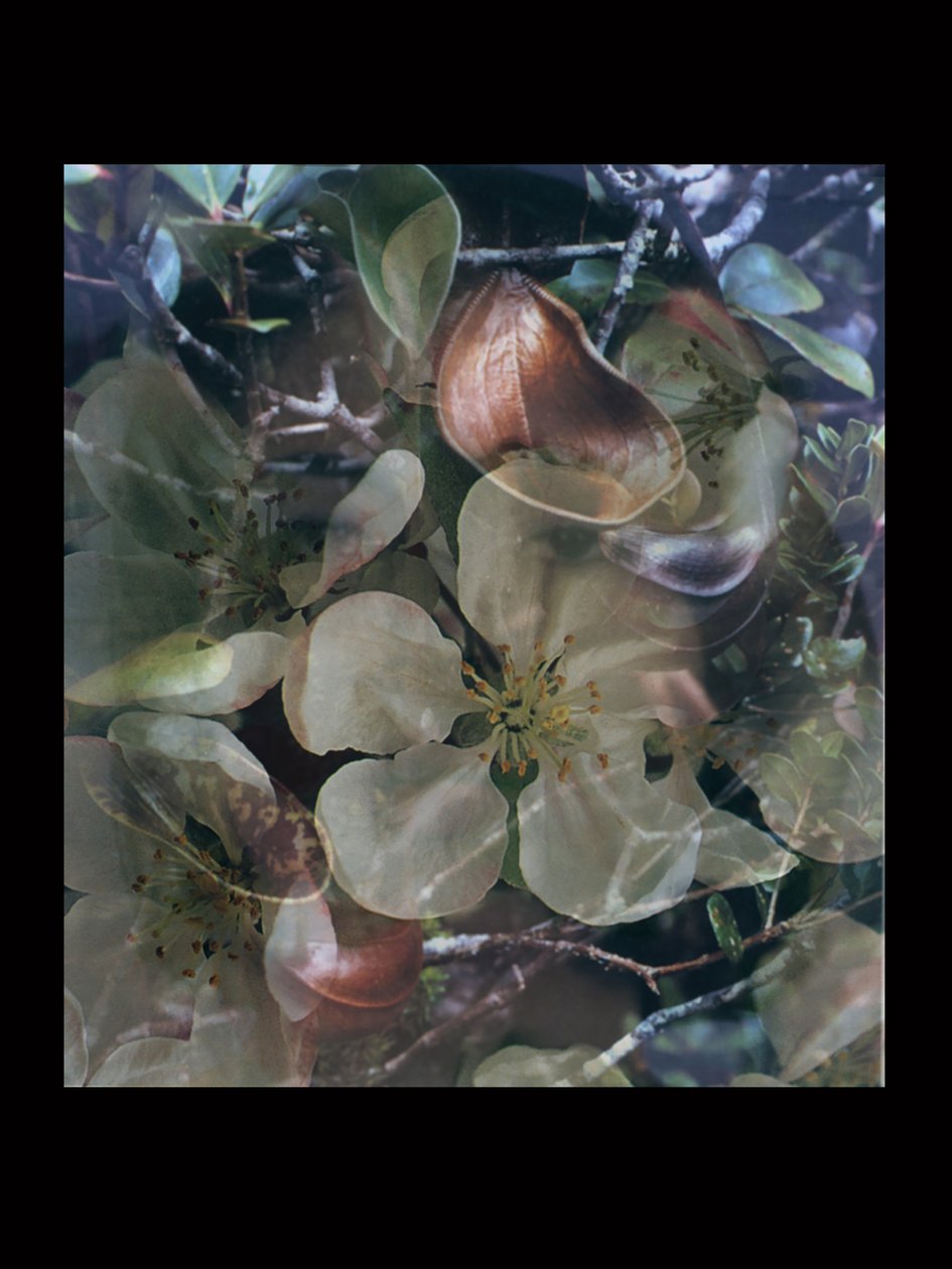  av Mat Collishaw