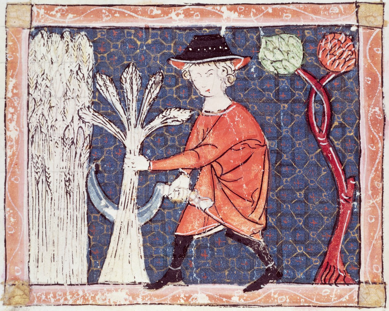 Fol.58v juli: Høsten av Matfre Ermengaut