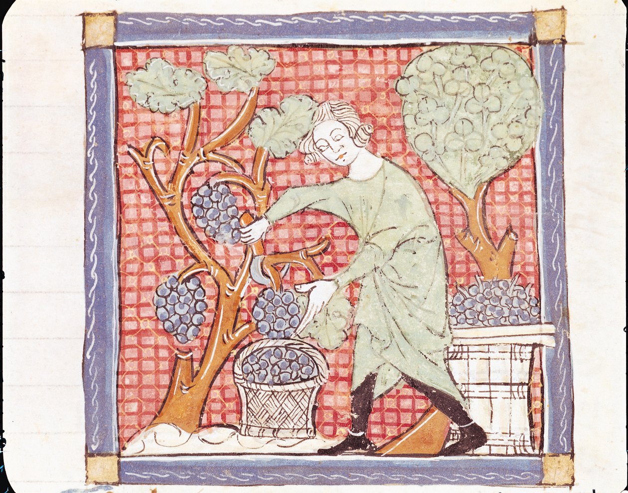 Fol.59r september: Høsten av Matfre Ermengaut