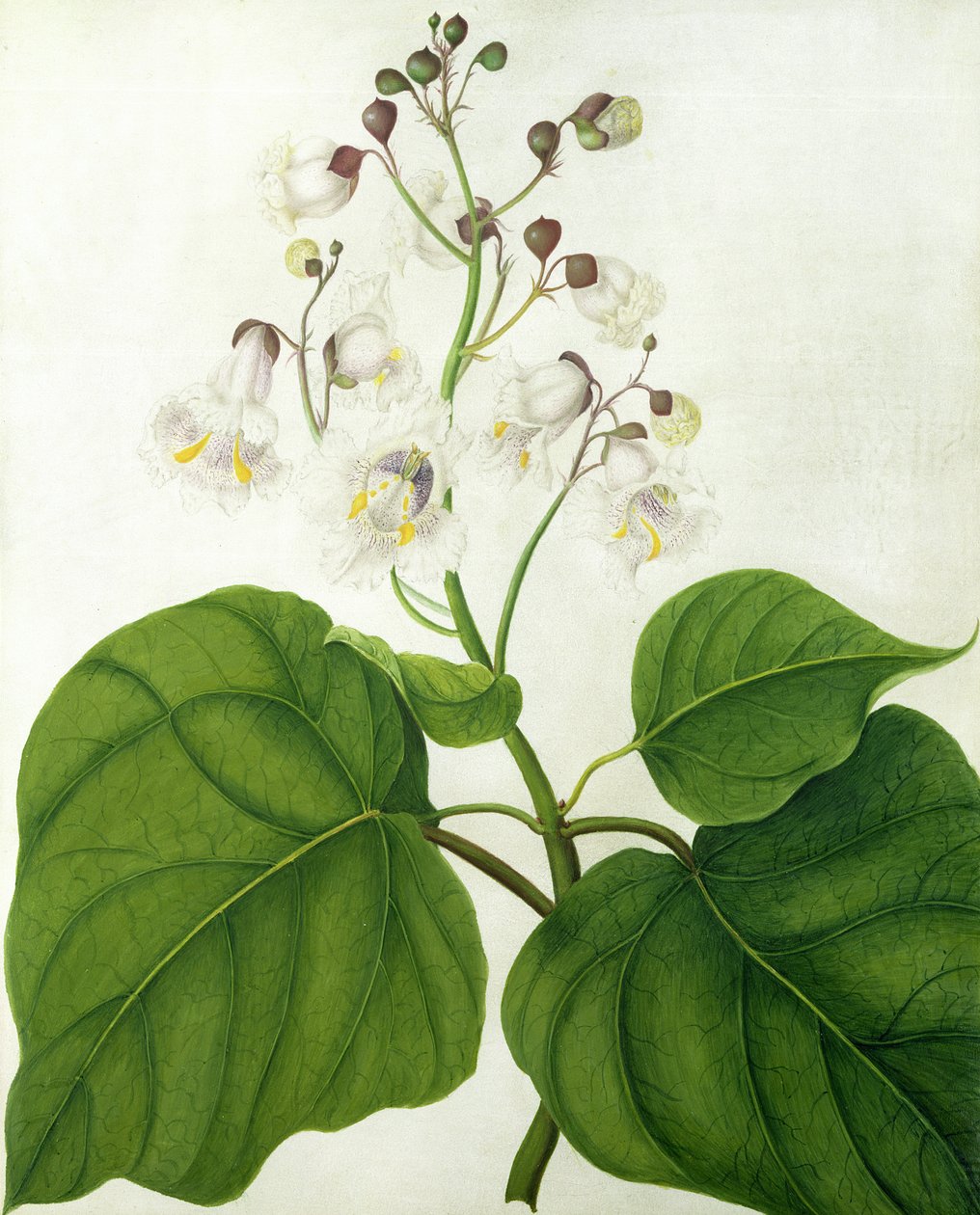 Catalpa Speciosa (wc og gouache over blyant på vellum) av Matilda Conyers