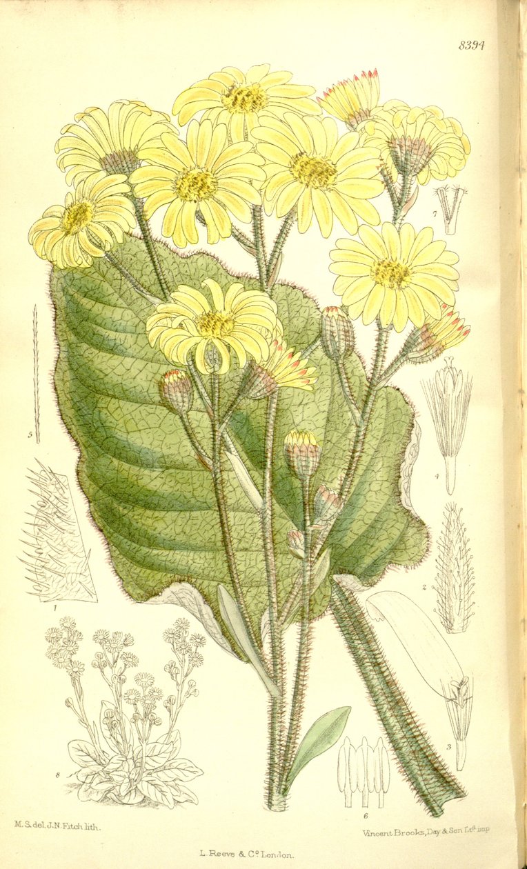 Senecio saxifragoides av Matilda Smith
