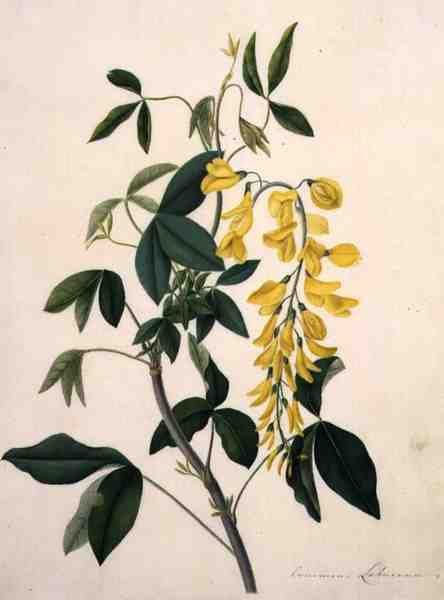 Laburnum Anagyroides (gouache over blyant på vellum) av Matilda Conyers