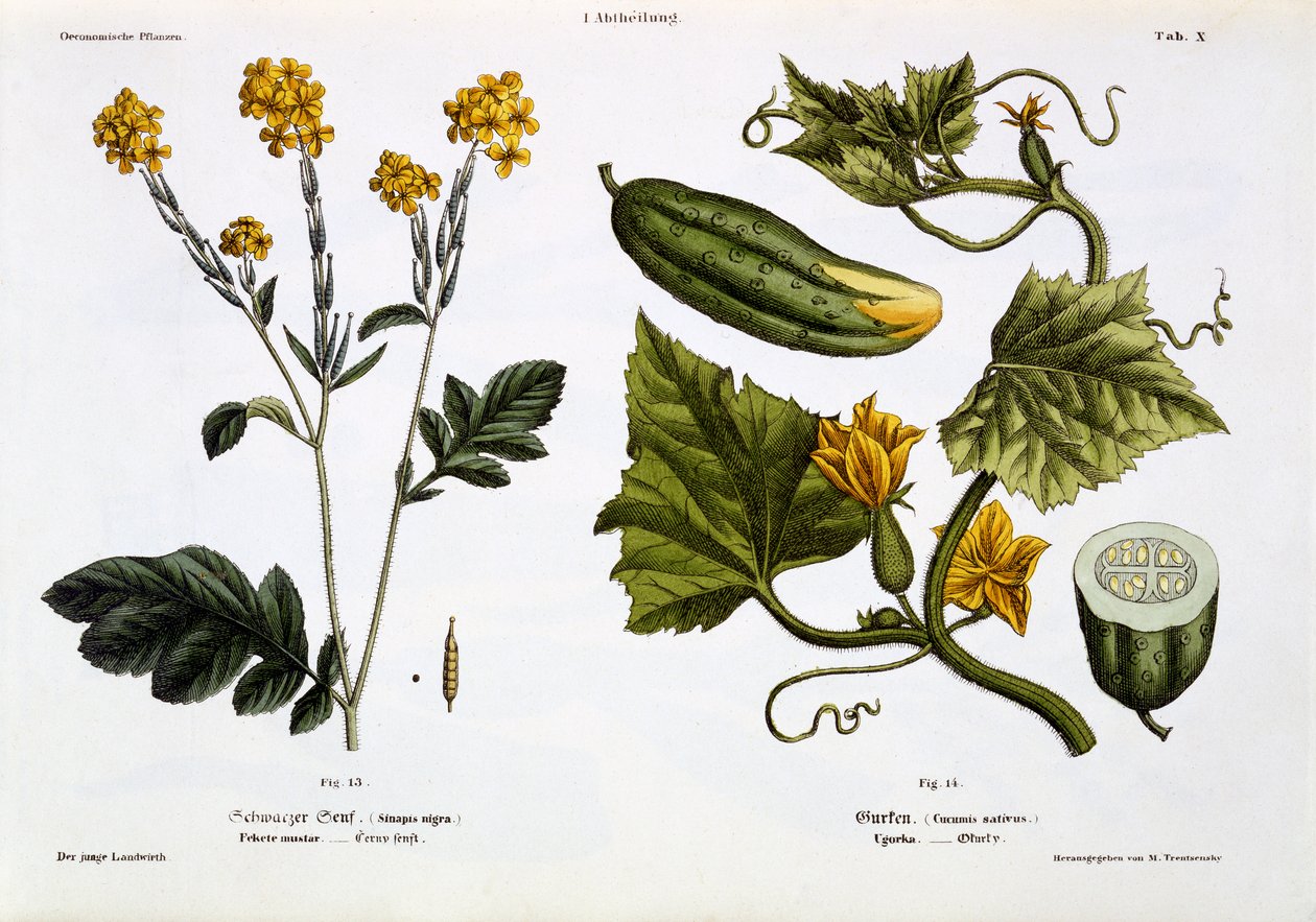 Sinapis nigra (fig 13), Cucumis Sativus (fig 14), fra 'Der Junge Landwirth', utgitt 1845 (håndfarget litoplate) av Matthias Trentsensky