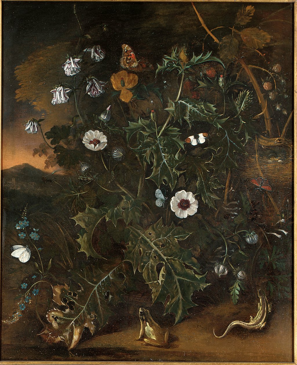 Tistel, bram, valmue og andre planter av Matthias Withoos