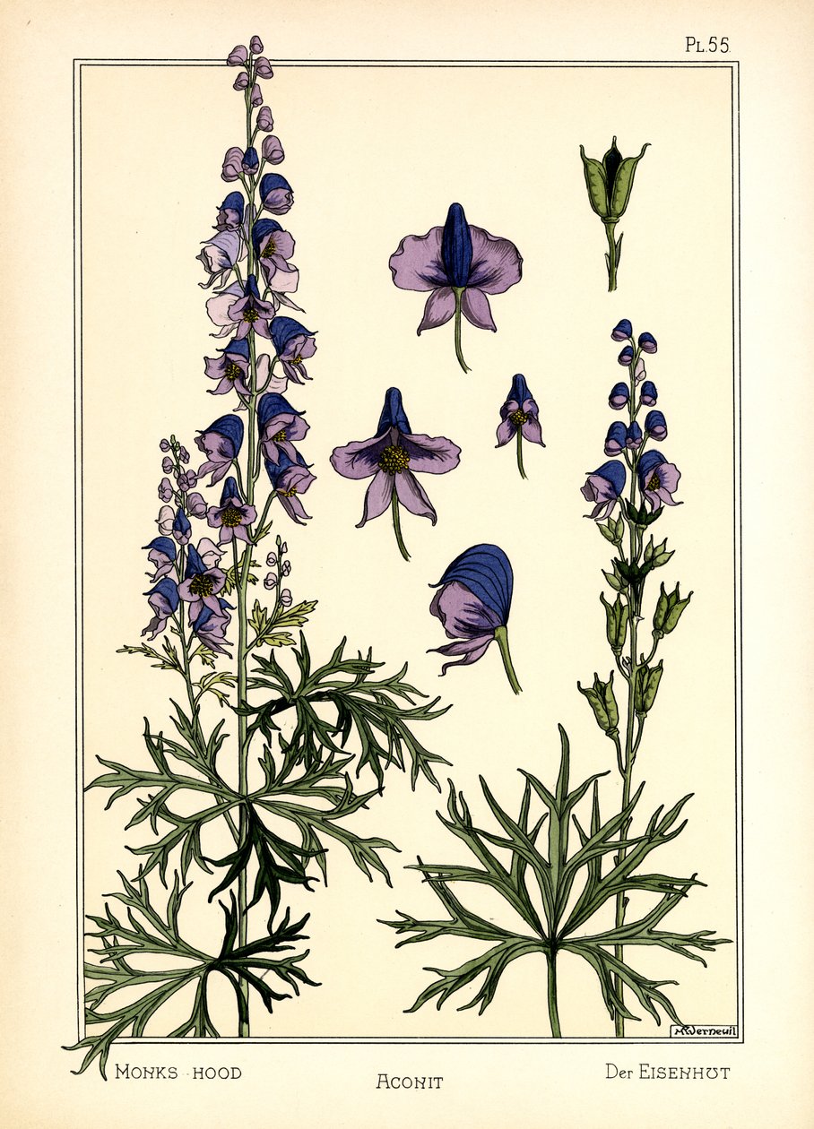 The Aconite (farge litho) av Maurice Pillard Verneuil