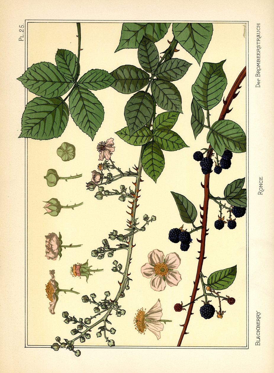 The Blackberry Bush (farge litho) av Maurice Pillard Verneuil