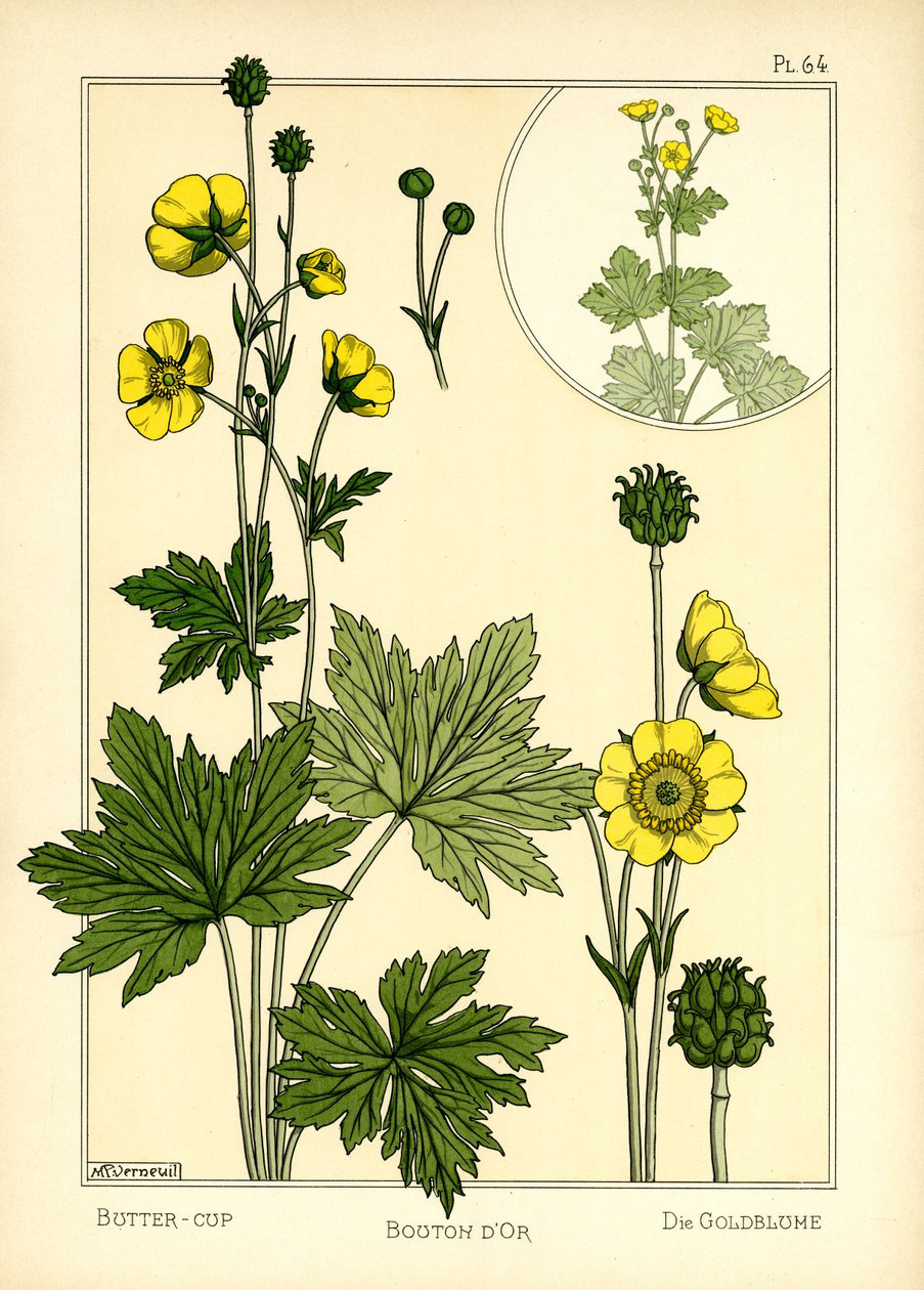 Smørblomsten (farge litho) av Maurice Pillard Verneuil