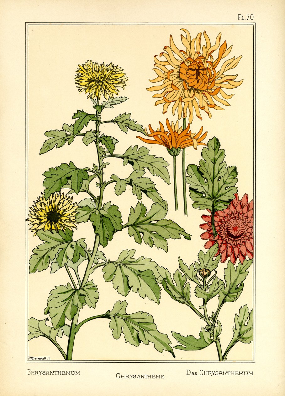 Krysantemum (farge litho) av Maurice Pillard Verneuil