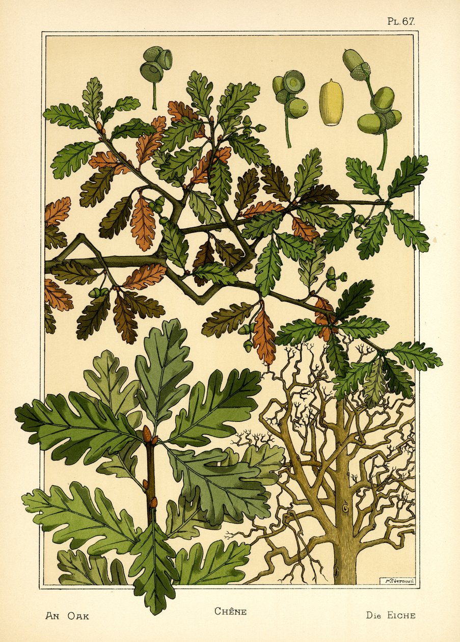 Eiken (farge litho) av Maurice Pillard Verneuil
