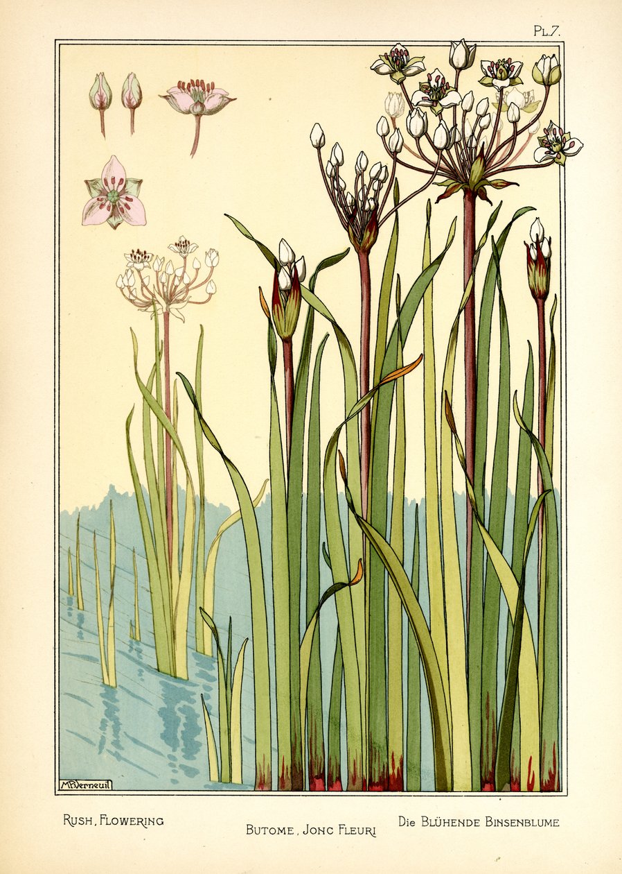The Rush Flowering (farge litho) av Maurice Pillard Verneuil