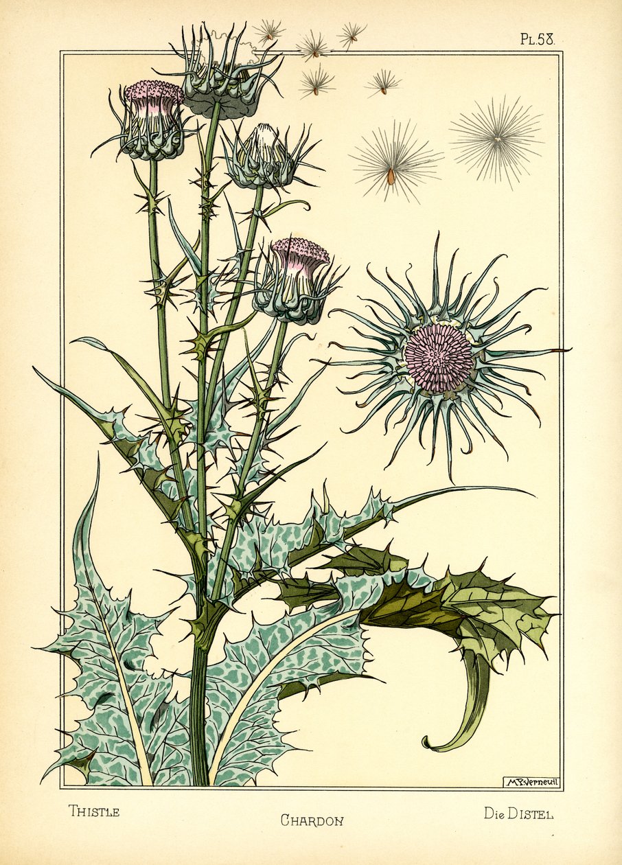 The Thistle (farge litho) av Maurice Pillard Verneuil