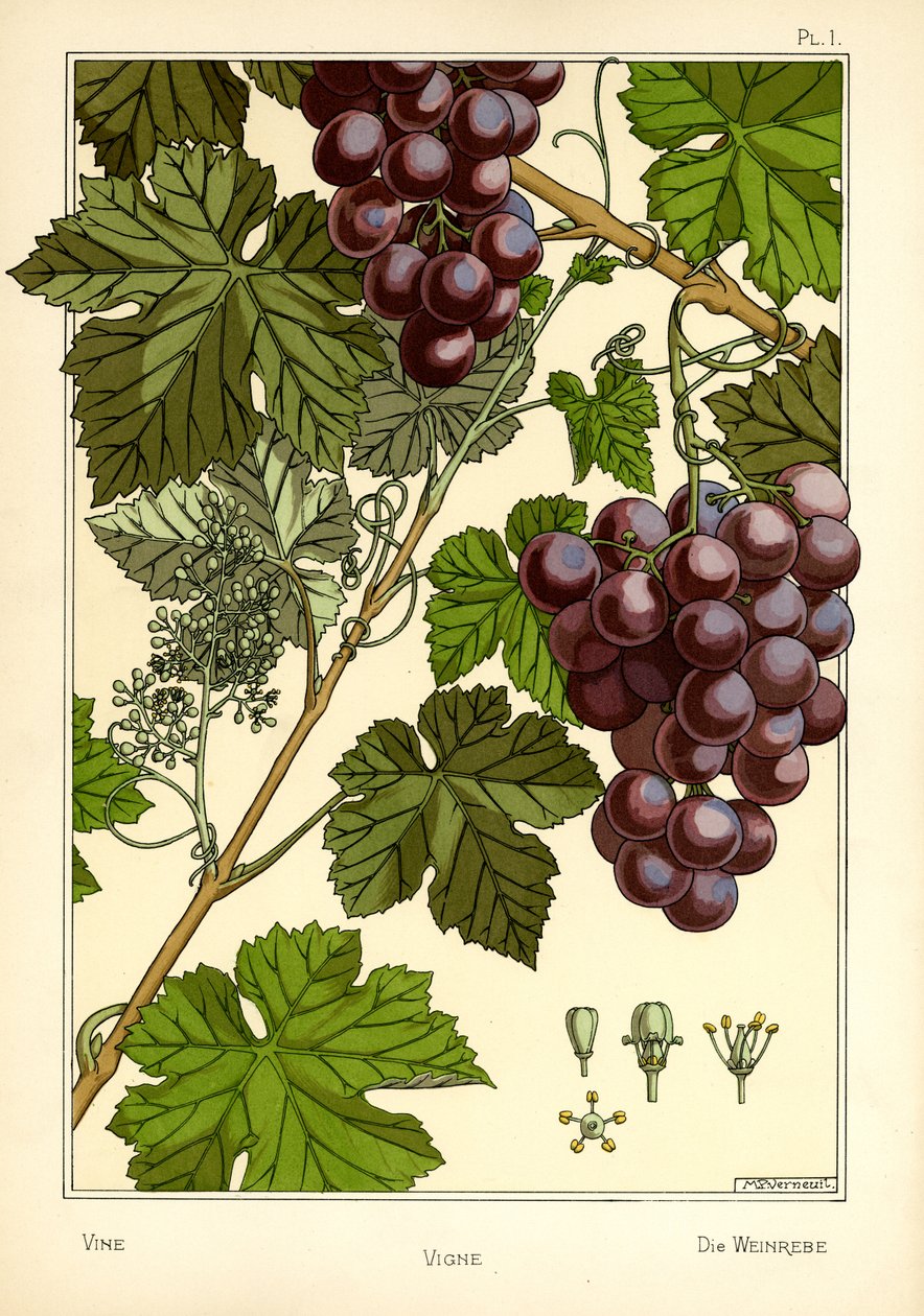 The Vine (farge litho) av Maurice Pillard Verneuil
