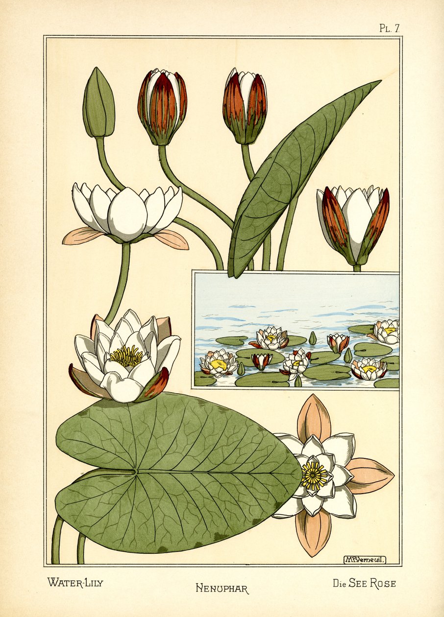 Vannliljen (farge litho) av Maurice Pillard Verneuil