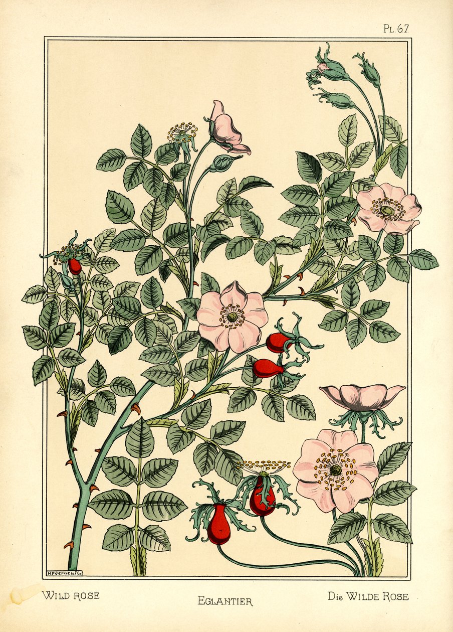 The Wild Rose (farge litho) av Maurice Pillard Verneuil