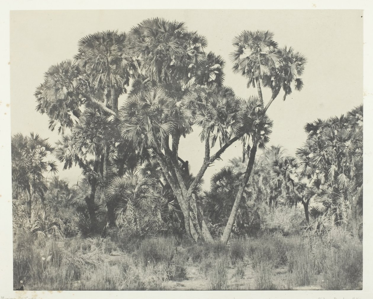 Palmetrær Doums, Øvre Egypt, 184951, trykt 1852. av Maxime Du Camp