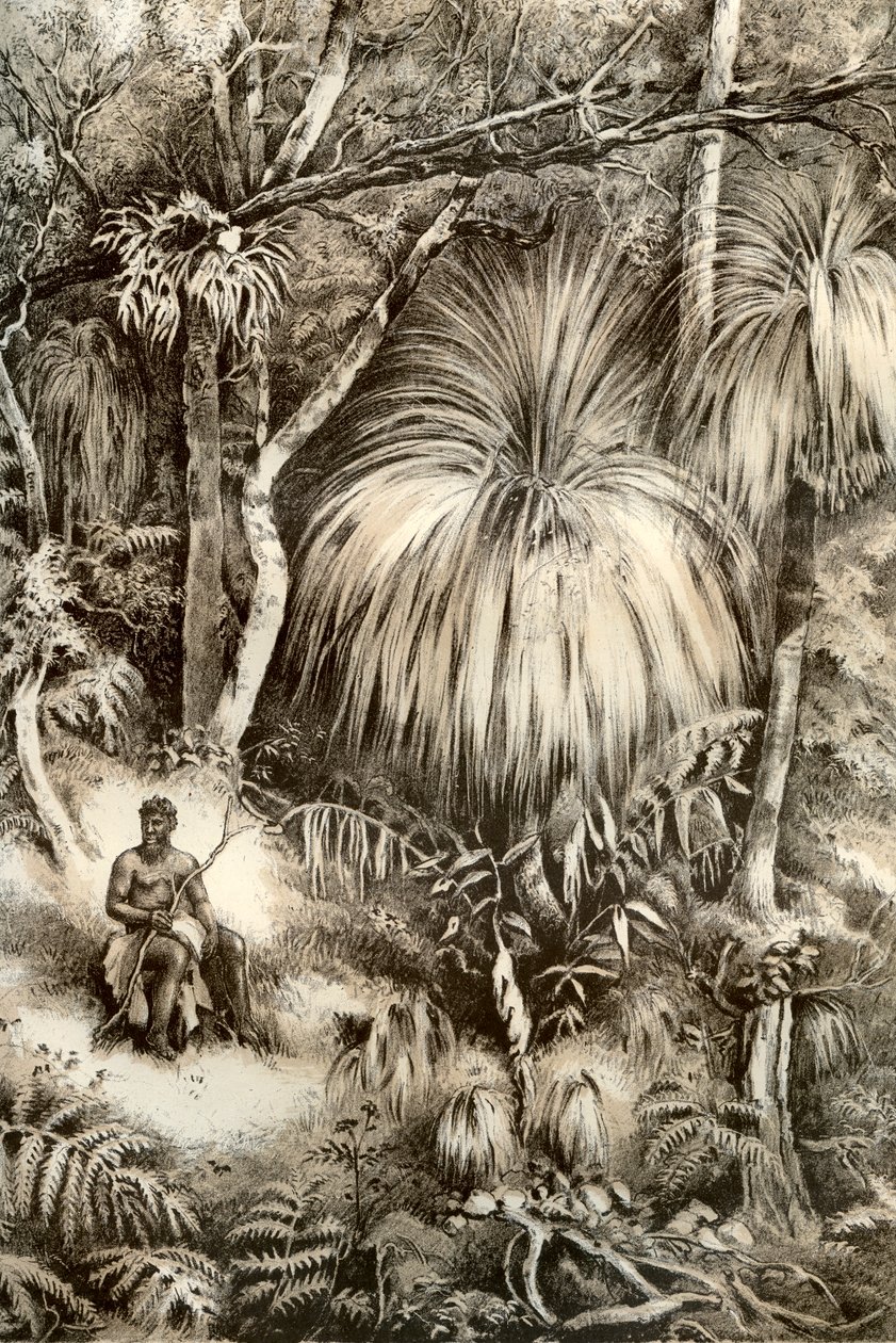 Tasmansk skogscene, 1879 av McFarlane and Erskine