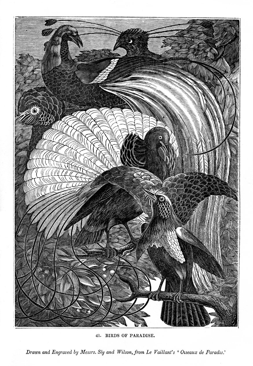 Birds of Paradise, c1770-1820 1843 av Messrs Sly and Wilson