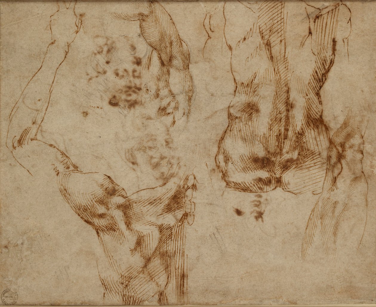 Nakenstudier, c1490-1560 av Michelangelo Buonarroti