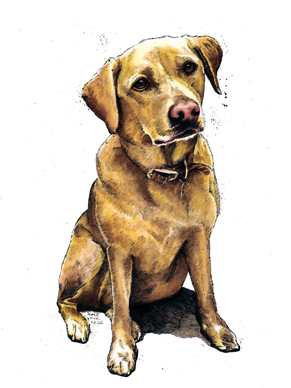 Daisy The Labrador on White, 2020 av Mike Davis