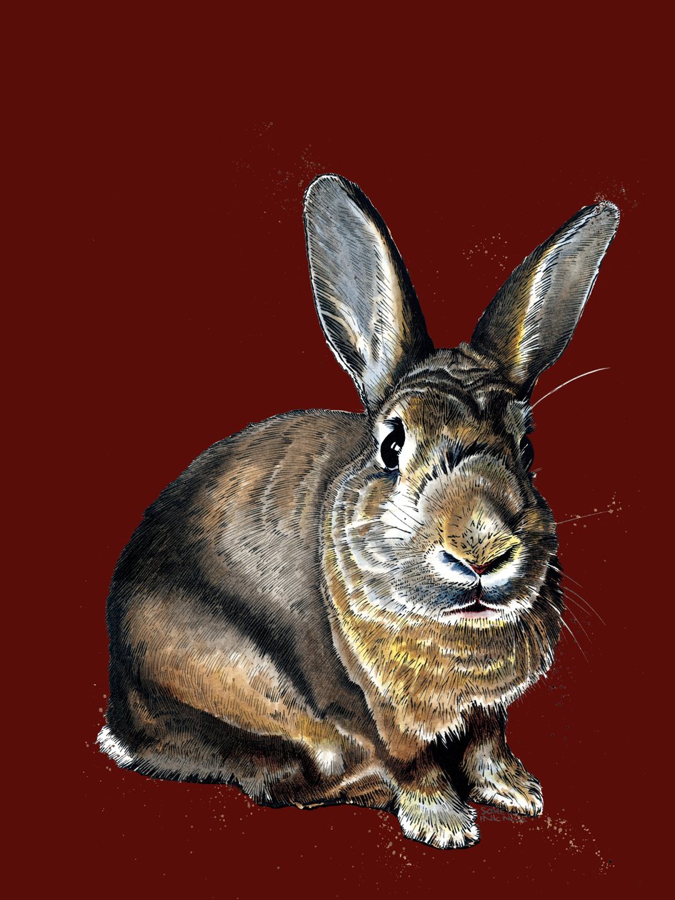 Meg The Bunny på Red Oxide, 2020 av Mike Davis