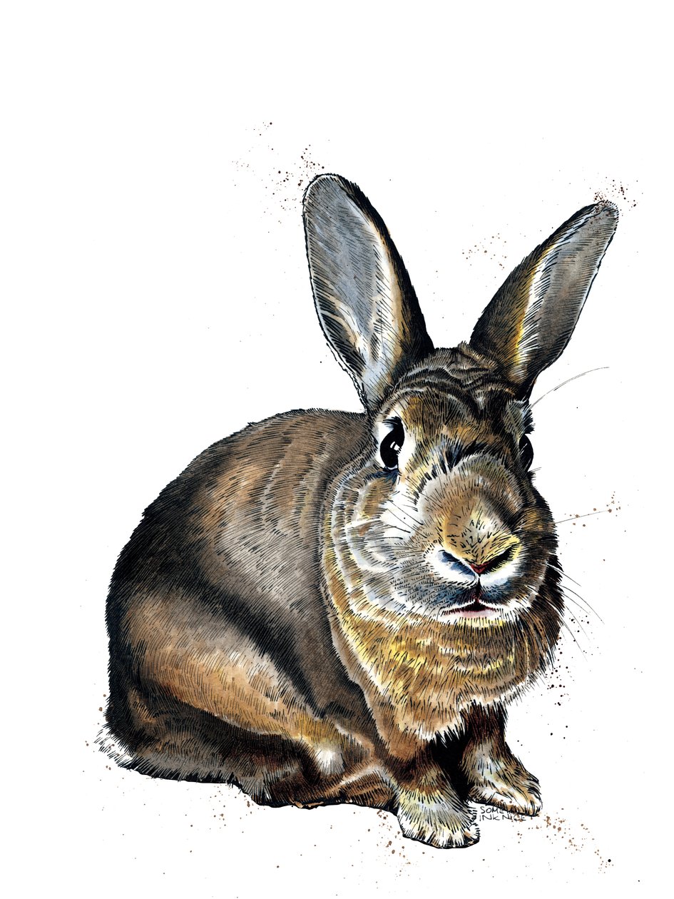 Meg The Bunny on White, 2019 av Mike Davis