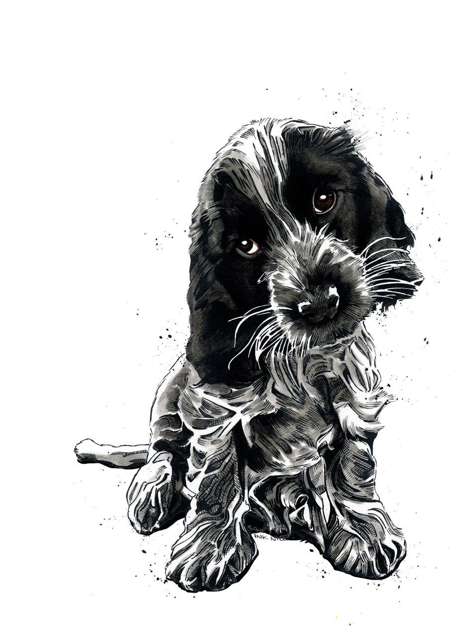 Rosie The Cocker Spaniel på hvitt, 2019 av Mike Davis