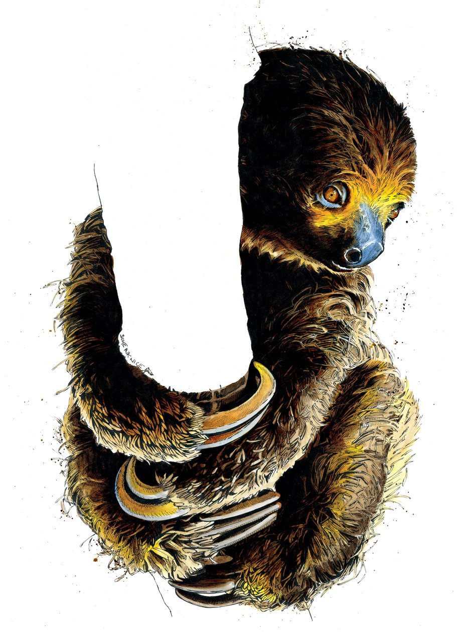 Talita The Sloth on White, 2019 av Mike Davis
