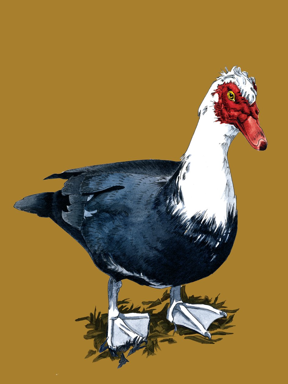 The Moscovy Duck on Golden Yellow, 2020 av Mike Davis