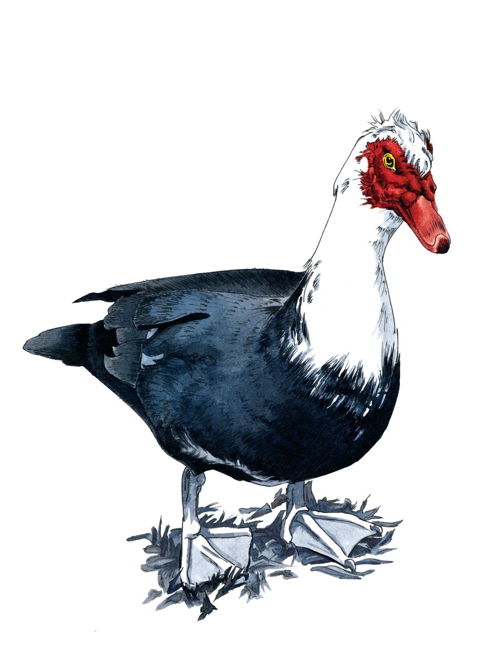 Muscovy Duck on White, 2020 av Mike Davis