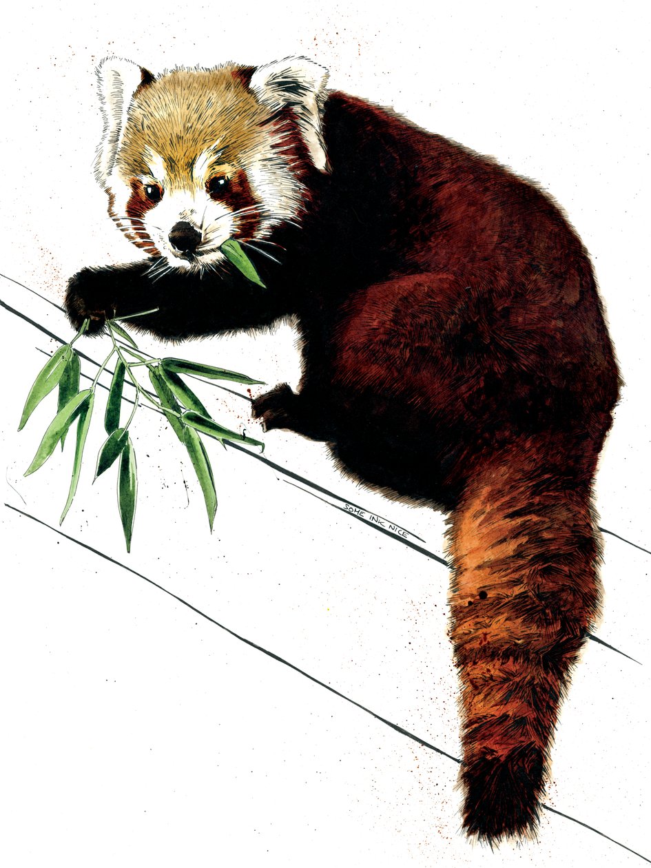 The Red Panda on White, 2020 av Mike Davis