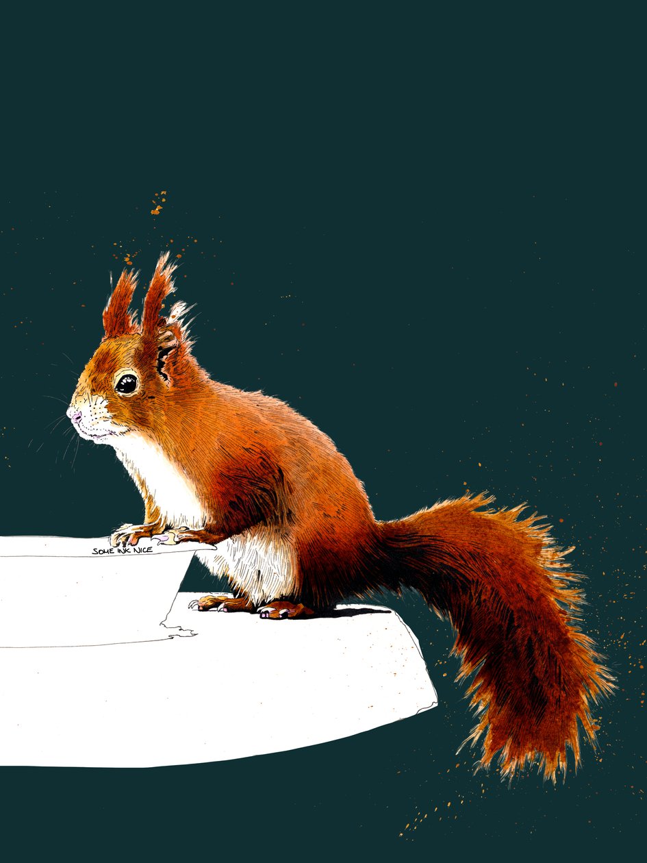 The Red Squirrel on Deep Cyan, 2020 av Mike Davis